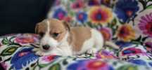 Jack russel terrier suczka