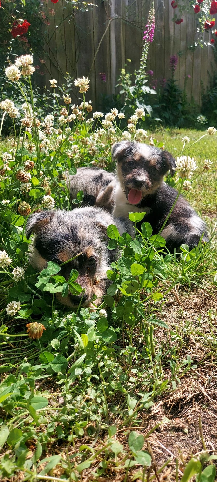 Border collie sunia