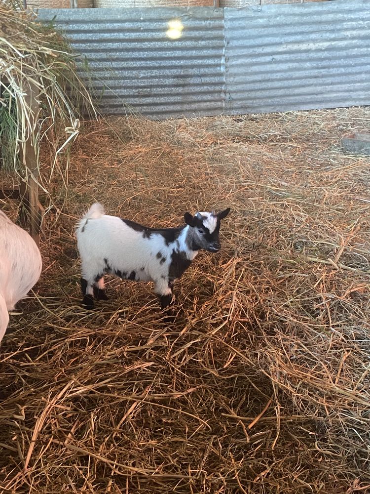 Cabrito anão.
