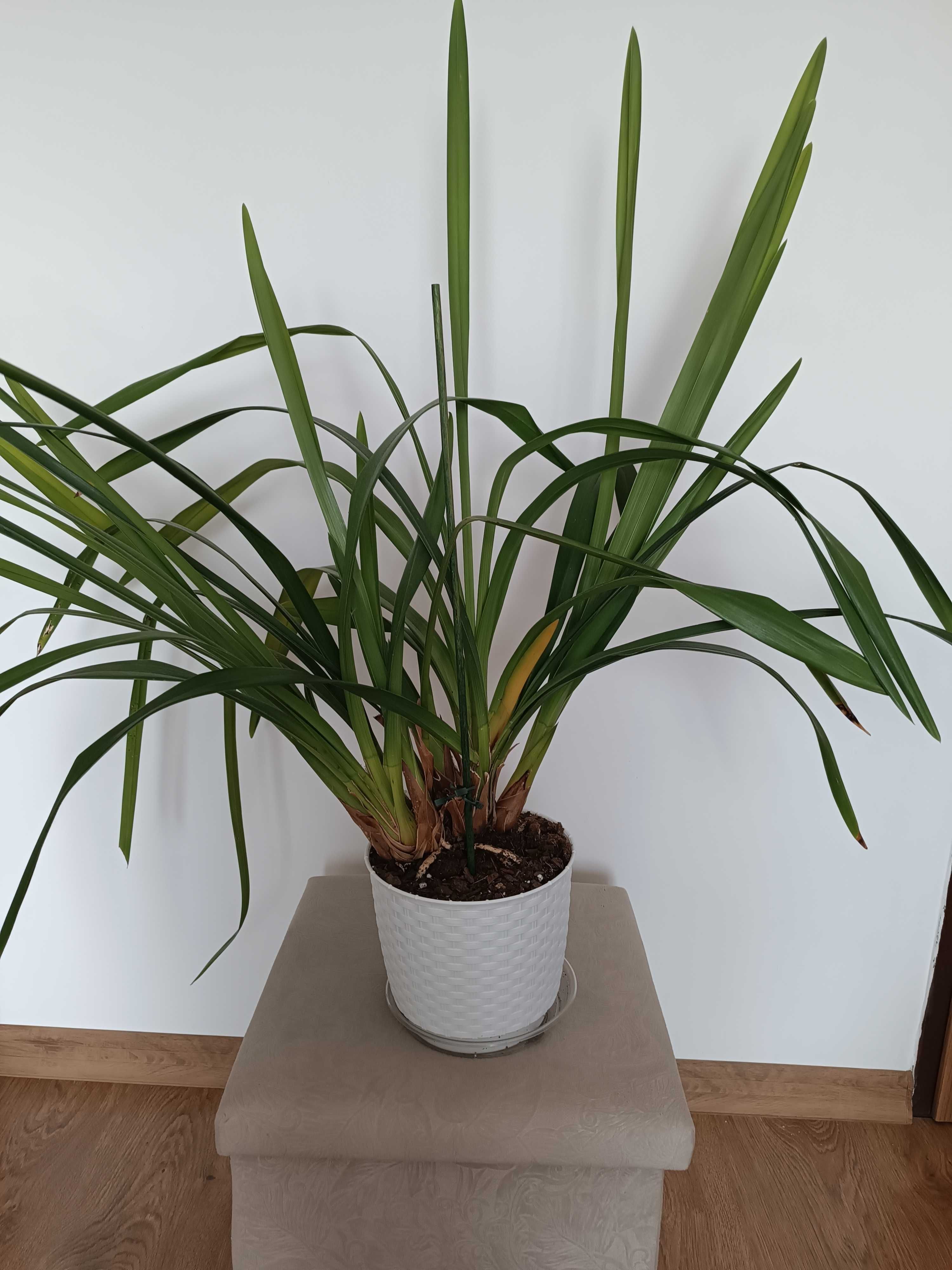 Storczyk Cymbidium