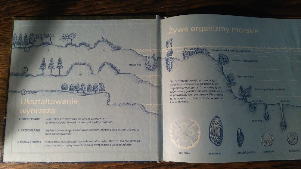 Ptaki Nadmorskie Morze i Przymorze