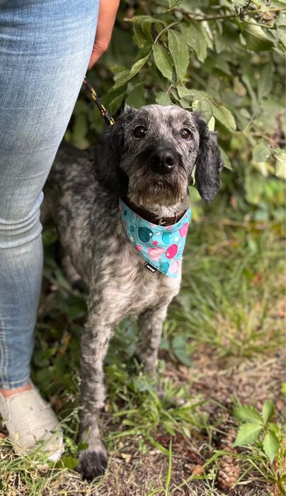 7 lat żył w kojcu.. piesio w typie spaniela. Adoptuj! Pomoz