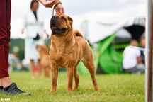 Shar pei FCI - zapowiedź miotu!