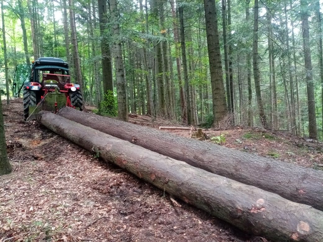 Usługi leśne zrywka drewna, skup drewna na pniu, transport,