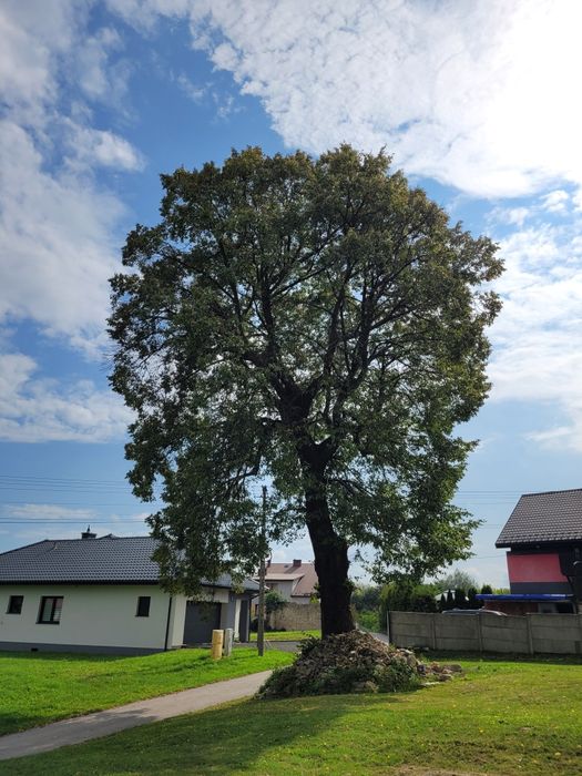 Oddam drzewo za wycinke Lipa