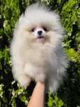 Spitz alemão anão
