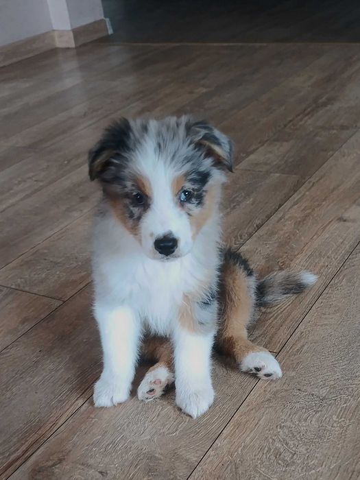 Owczarek australijski(typ amerykański) suczka gotowa do odbioru