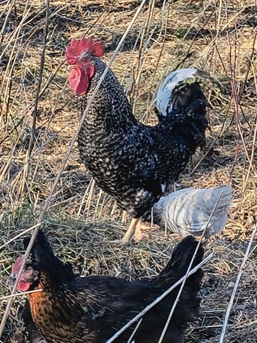 Jajka lęgowe, kurczaki