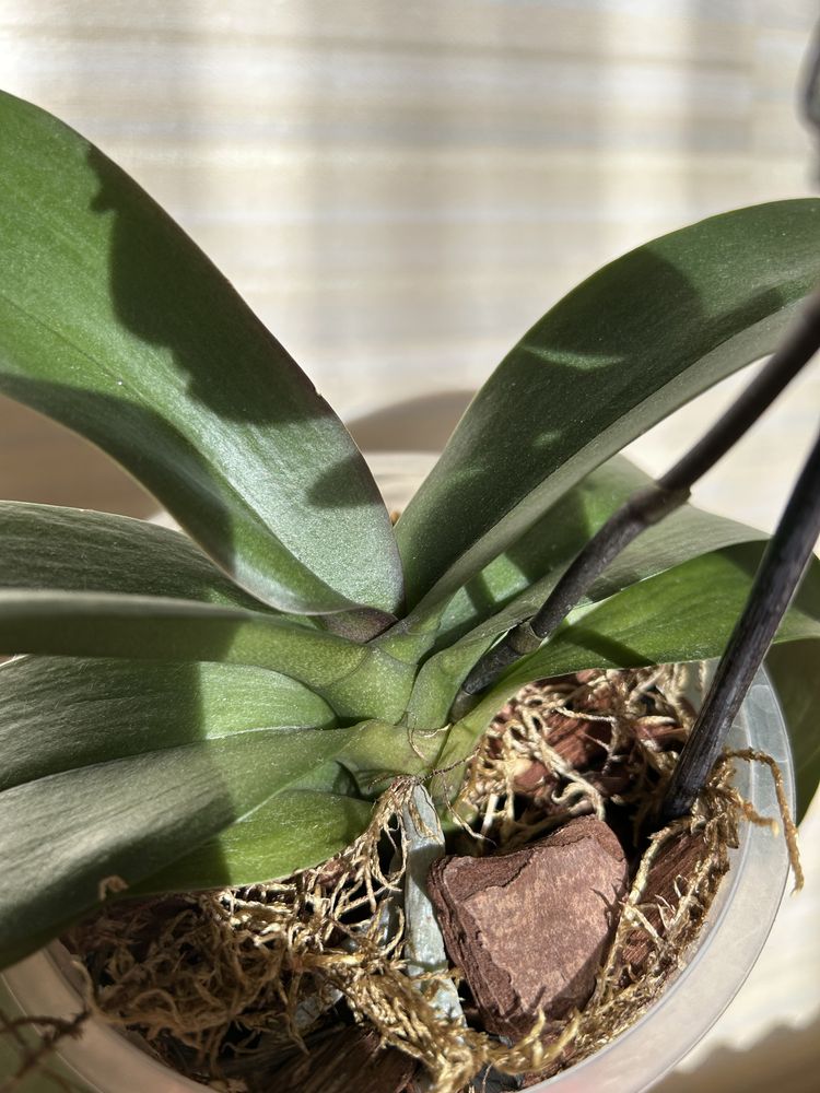 Орхідея Phal.Lemon Lime