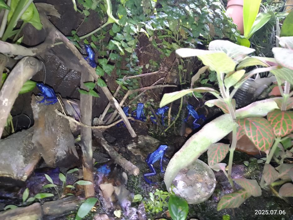 Древолаз синій .