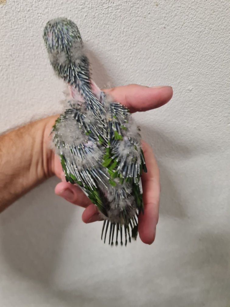 Aratinga acuticaudata bebé