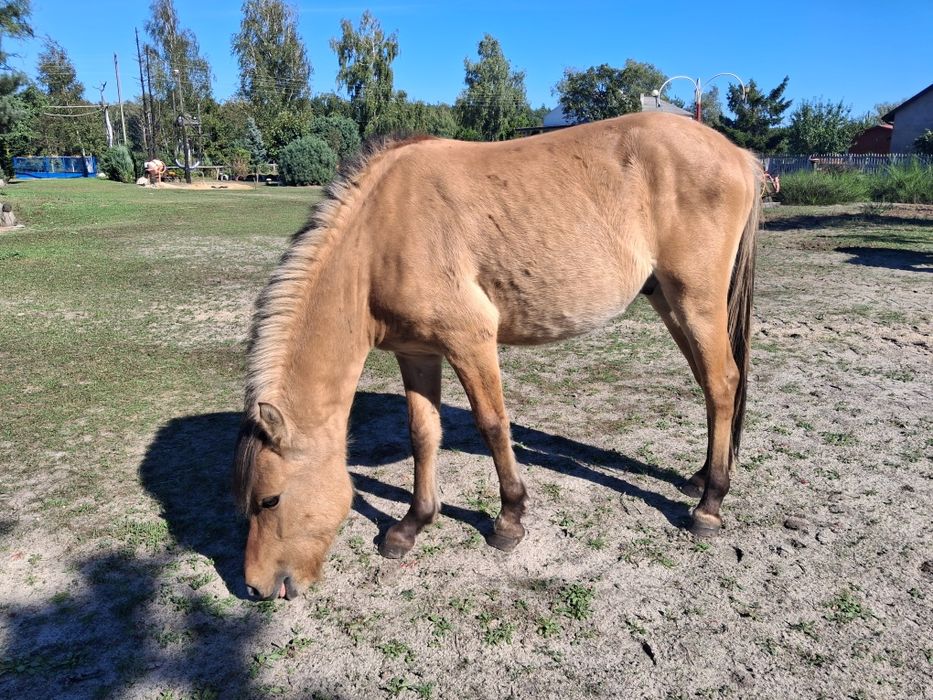 Konik ogierek fiord