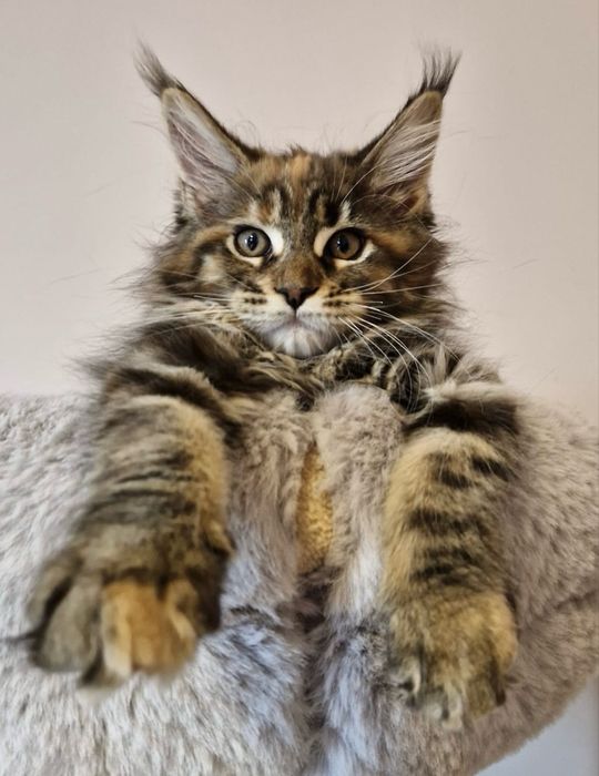 Maine Coon - Torbie (com LOP)