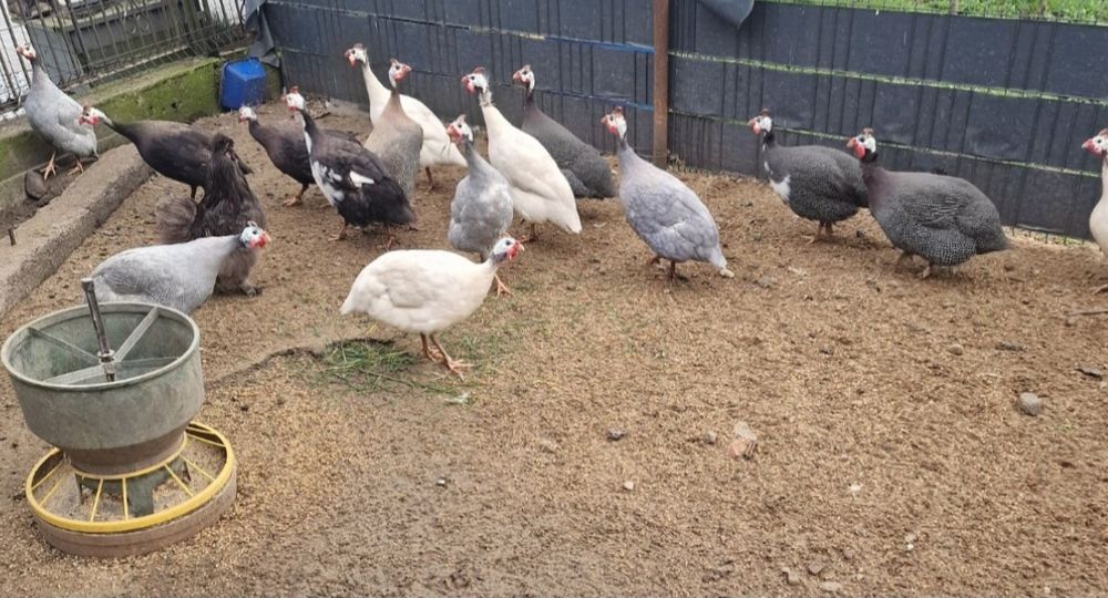 Perliczki/ perlik/ samce