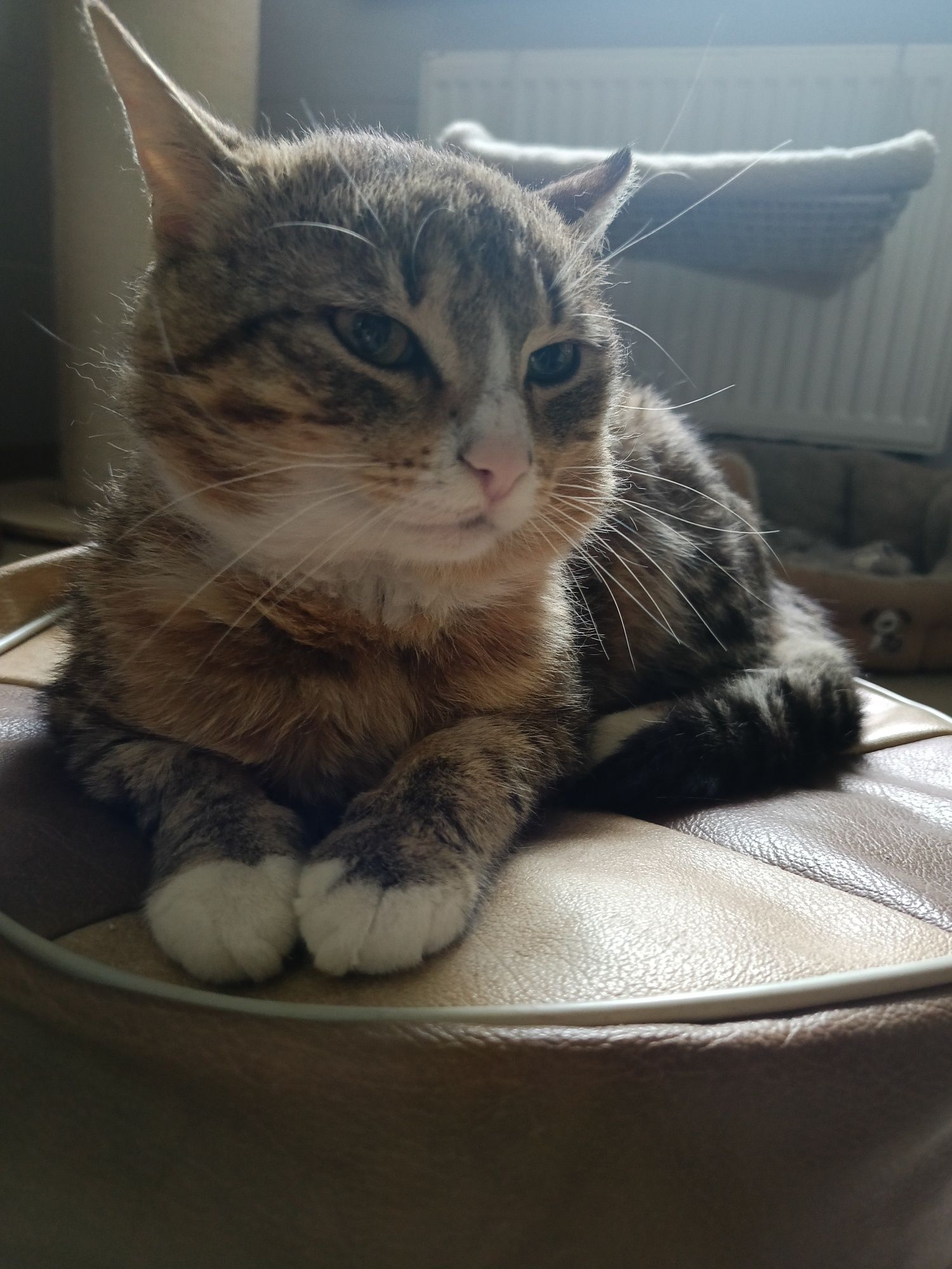 3 letni spokojny wykastrowany Klopsik do adopcji