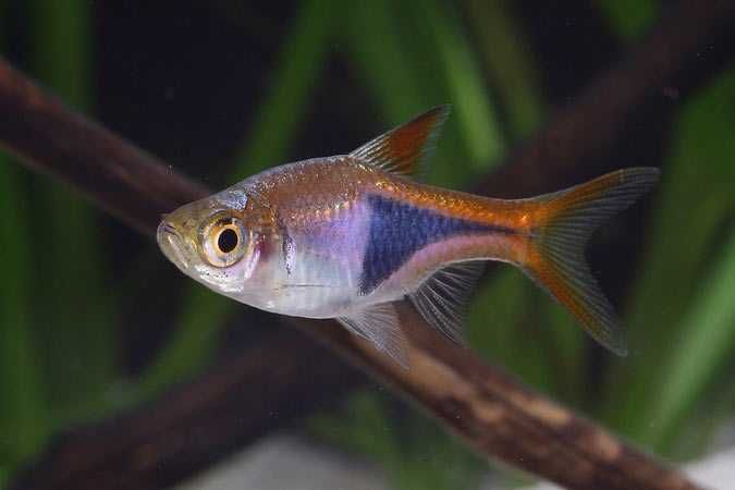 Razbora klinowa (Trigonostigma heteromorpha) WYSYŁKA AKWAWIN