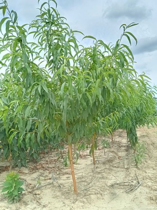 Drzewka owocowe morele, wiśnie, czereśnie, jabłonie, grusze