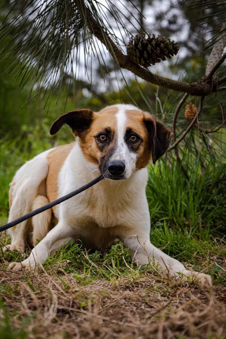 Flecha- cachorra de porte médio para adoção