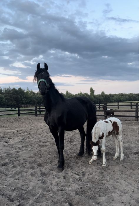 Sprzedam klacz z źrebakiem