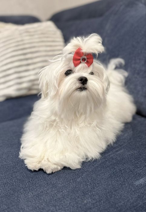 Maltańczyk suczka rodowód ZKwP FCI