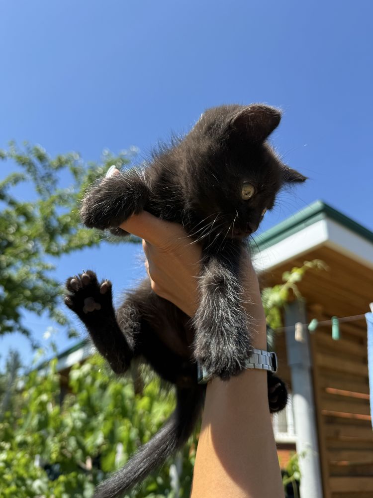 Отдам котят в хорошие руки