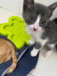 Gatinhos para dar