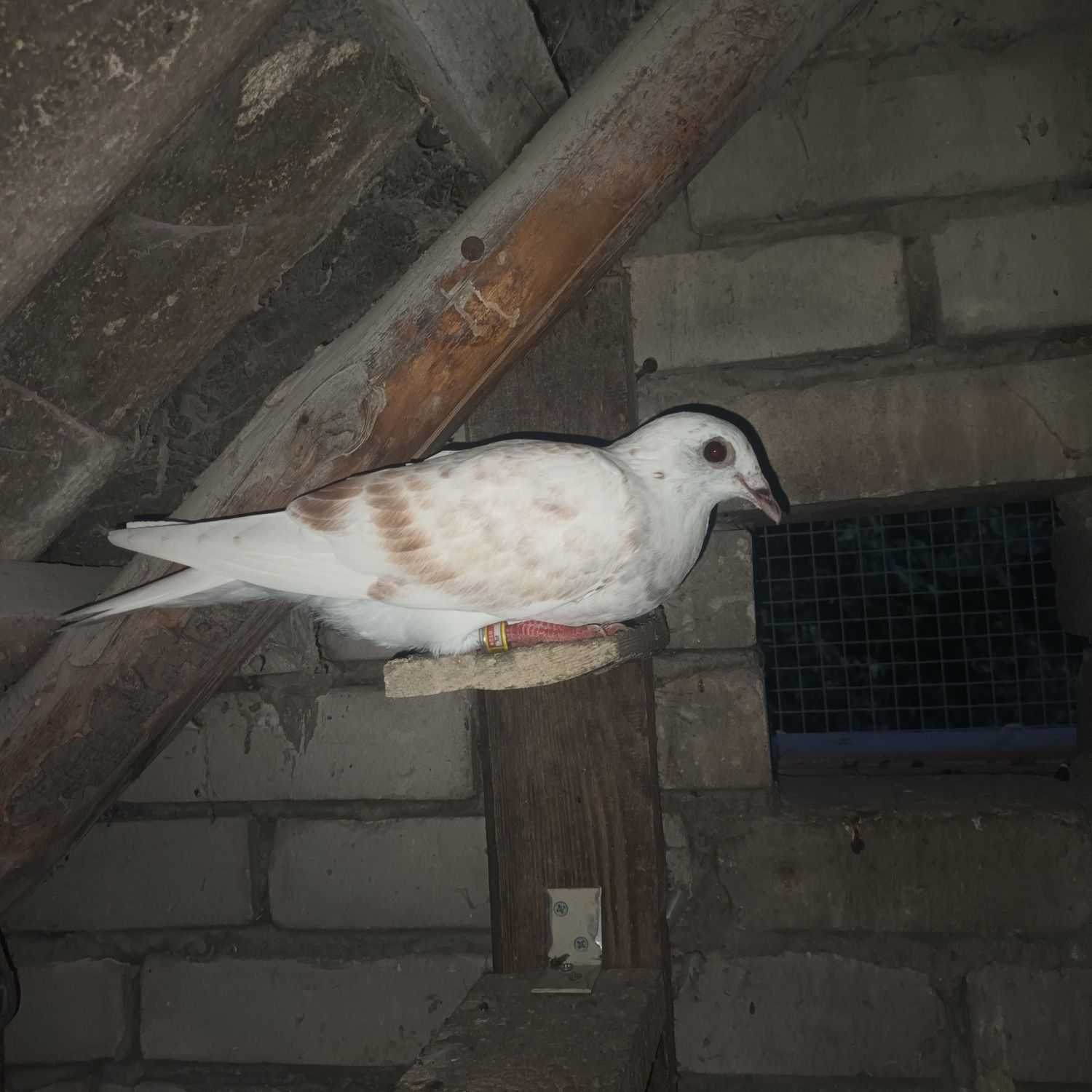 Gołębie pocztowe młode białe