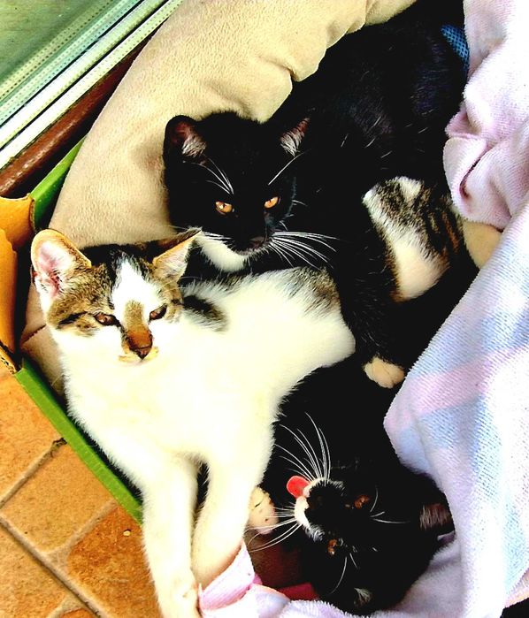 Sliczne kotki do adopcji