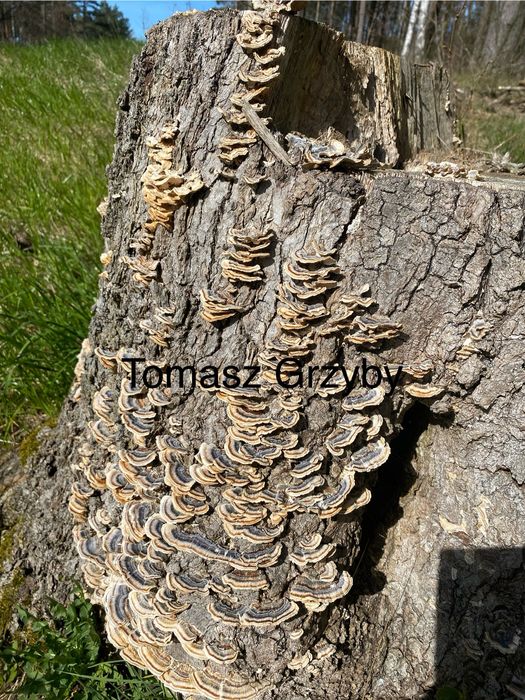 Grzyb wrośniak różnobarwny suszony i świeży.