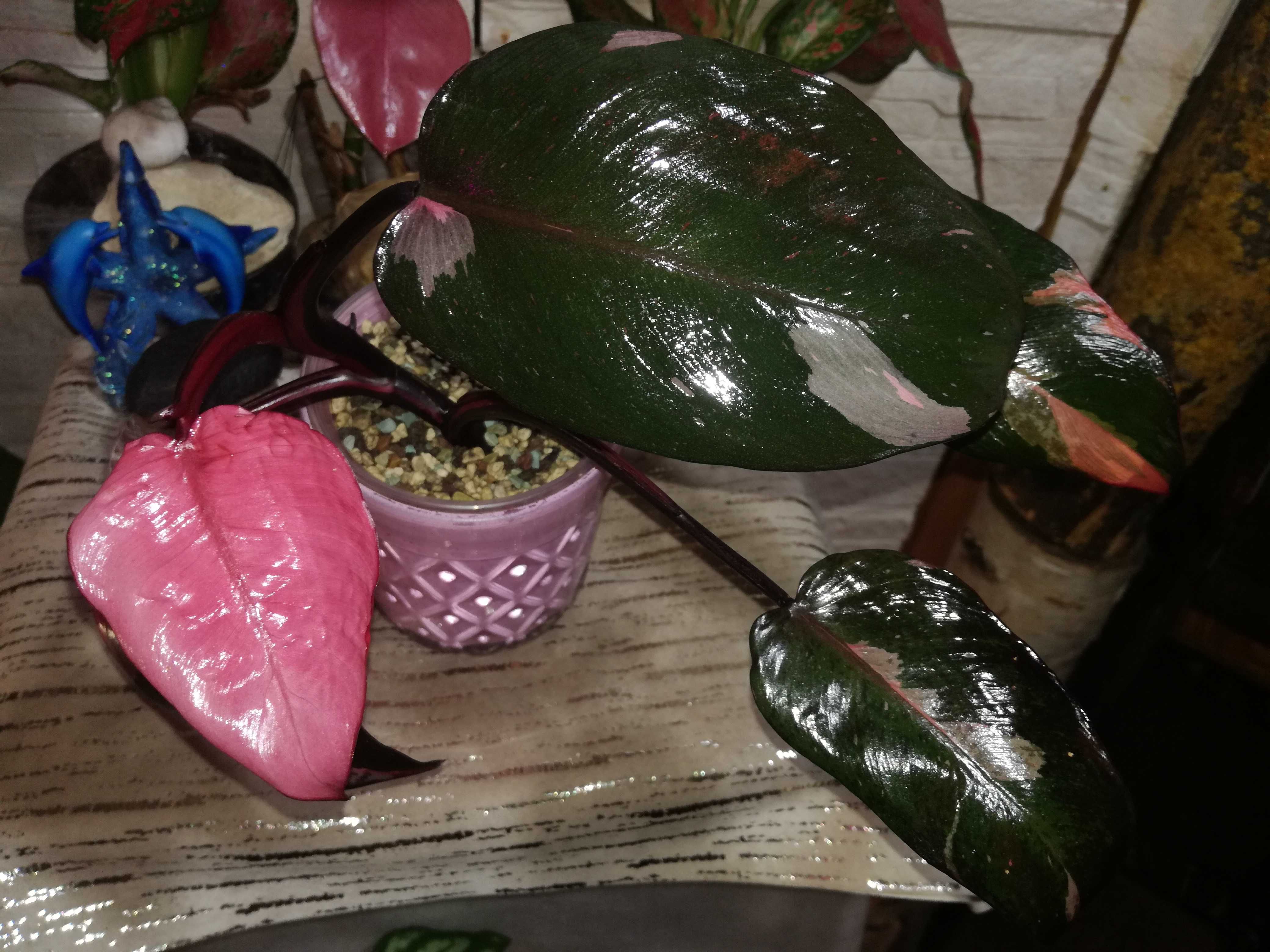 INTERNATION.Philodendron Pink Princess Dark Variegata Księżniczka Róża