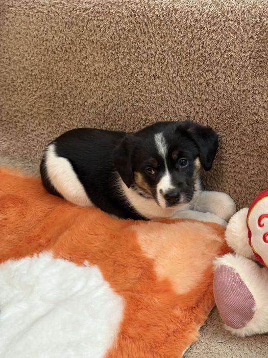 Snoopy, Beti, Oski- trójka maluchów szuka odpowiedzialnych domków.