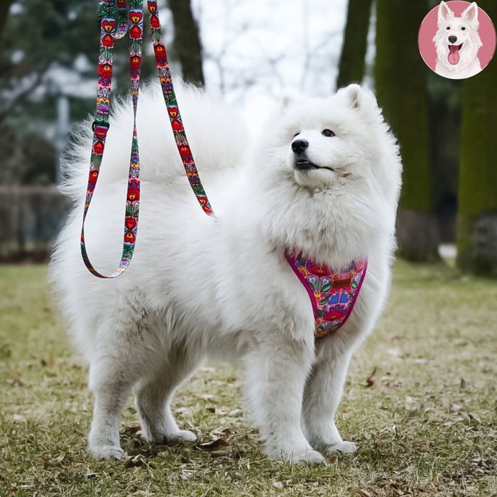 półzaciskowa obroża dla psa jamnika mopsa bostona 26-34 cm kolorowa