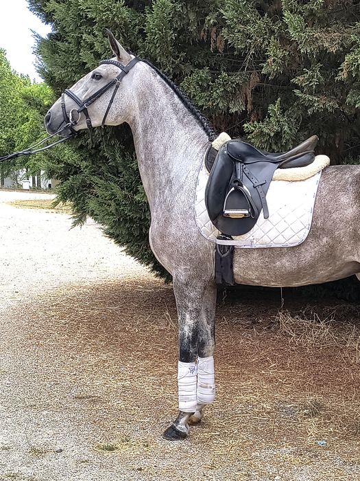 Égua Puro-Sangue Lusitano