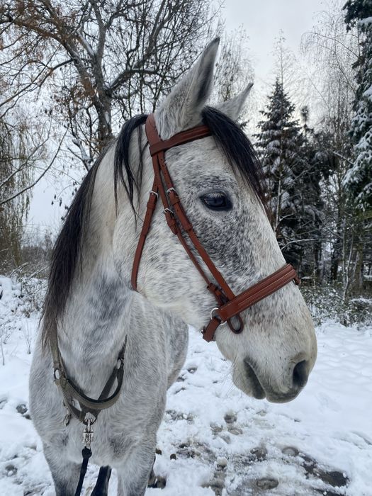 Ogłowie full  brązowe