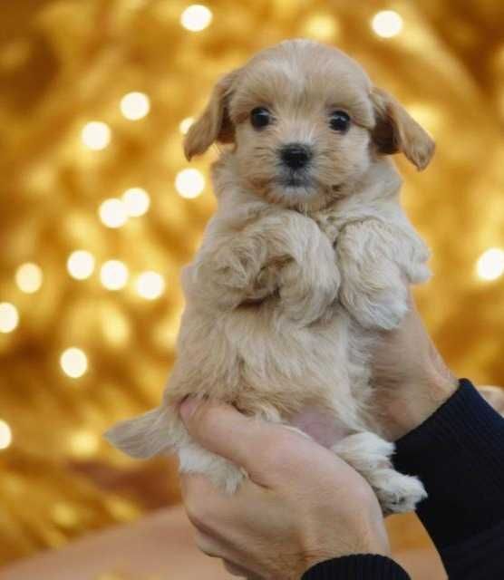 Мини девочка мальтипу. Бэби фейс.