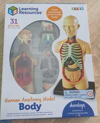 Tułów człowieka, model anatomiczny, ludzkie ciało, zabawki, nauka, bio