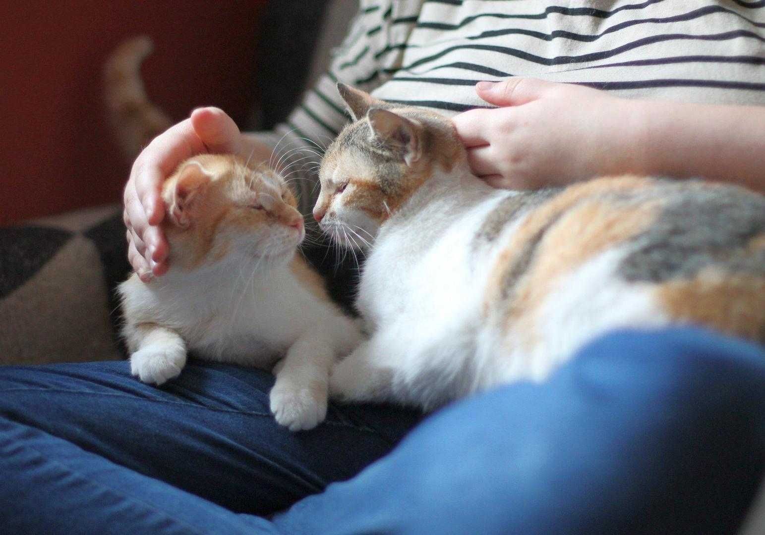 Dwie kotusie do adopcji w dwupaku.