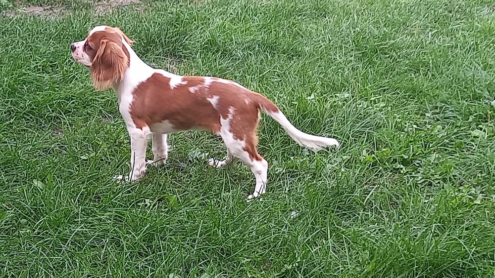 Cavalier King Charles Spaniel piesek blenheim