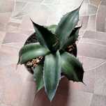 Агава. Agave  Parrasana.