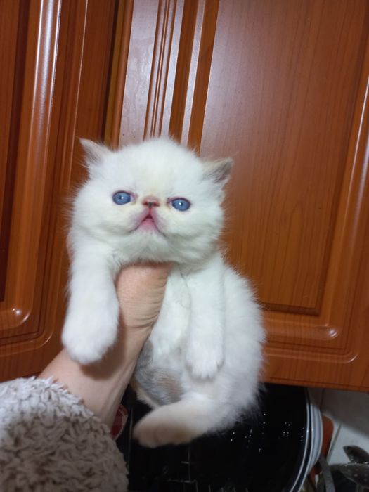 Персидські кошеннята