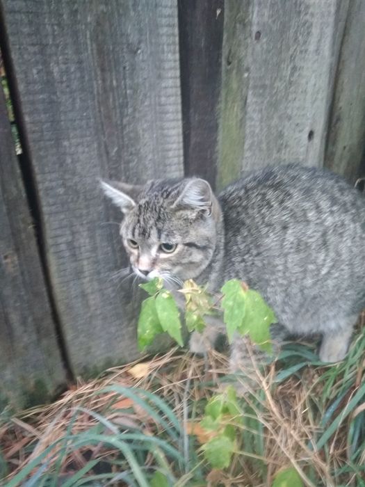 Віддам котика у добрі руки