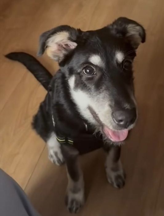 FOX, 5 meses, para adoção muito responsável!