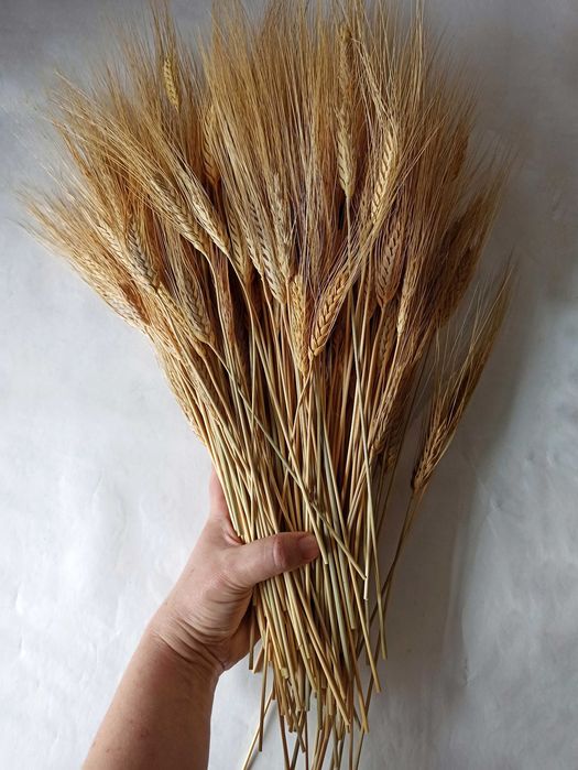 Колоски пшениці 35–45 см. 50 шт.  Декор, сухоцвіти