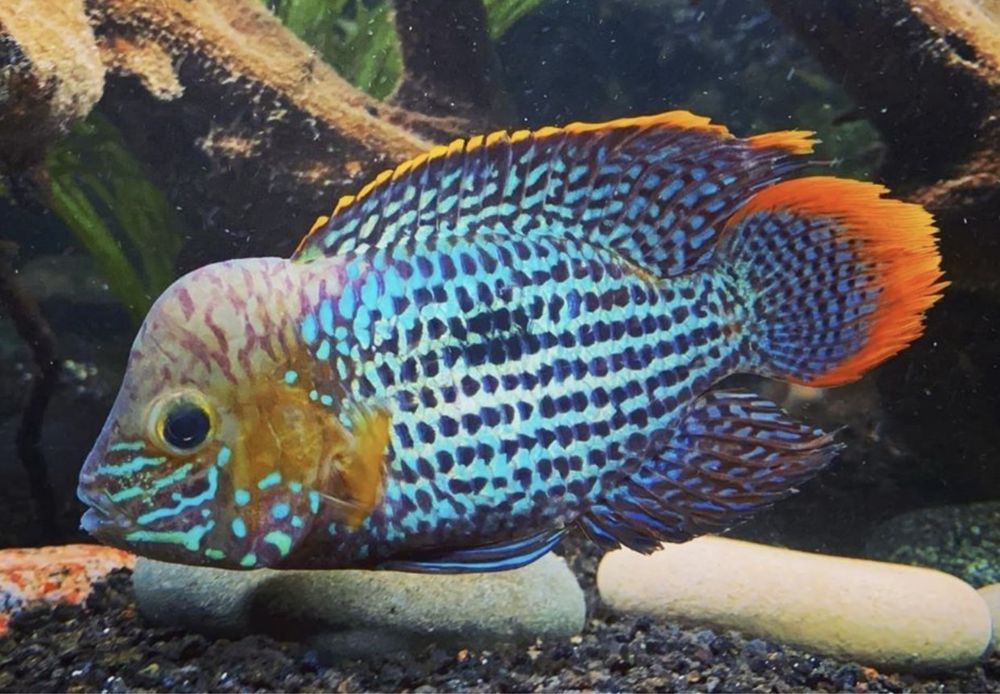 Цихлазома Джэк Демпси Биоцелатум Американские Цихлиды