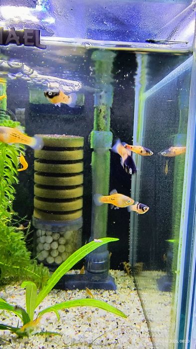 Platka młode rybki 8 sztuk