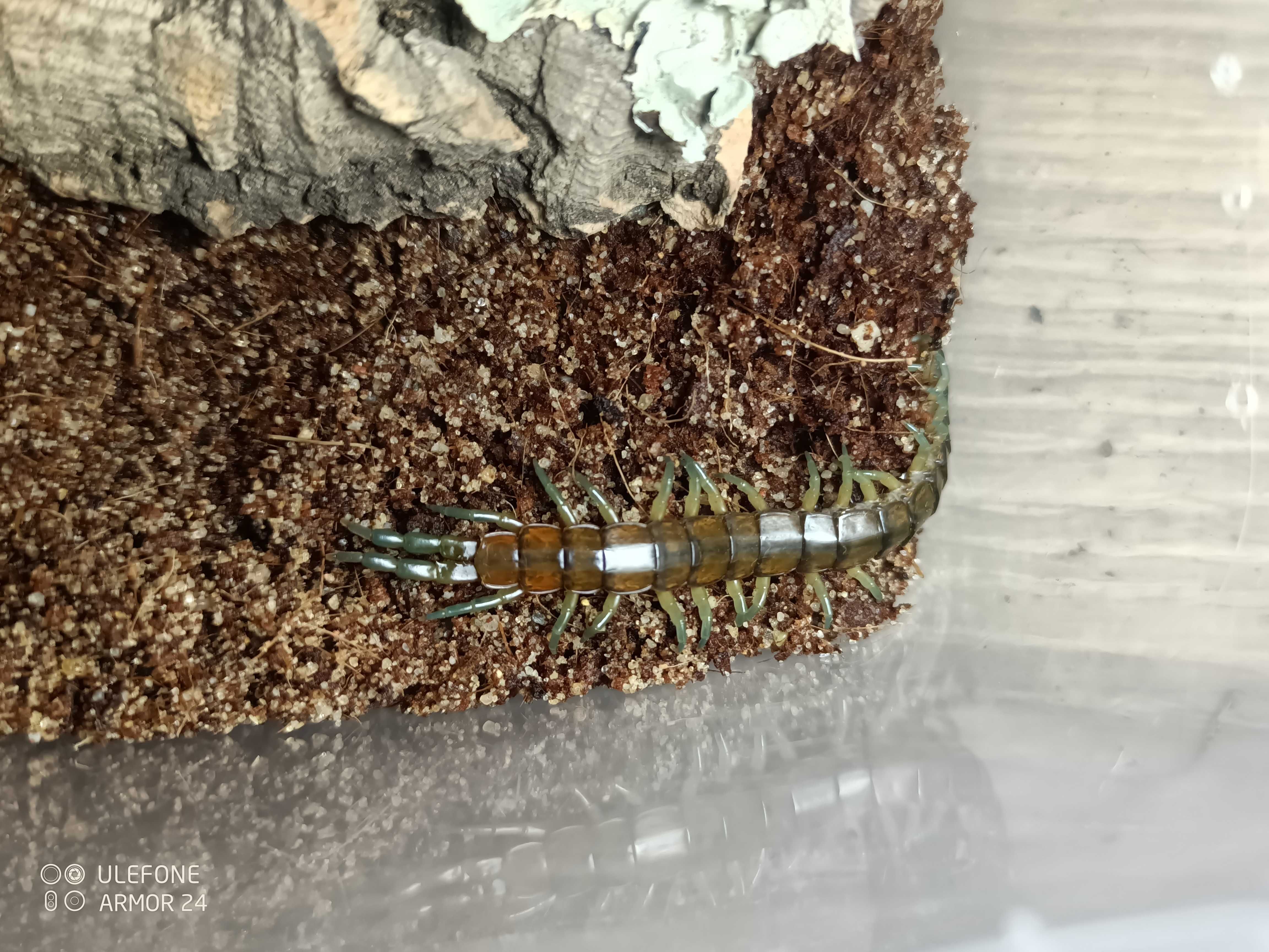 Skolopendra cingulata dla początkujących piękna, wysyłka GRATIS!