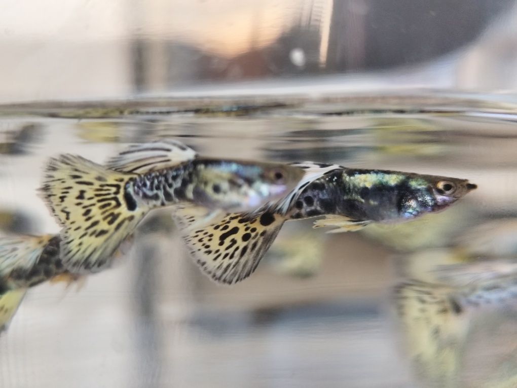 Guppys Leopardo amarelo