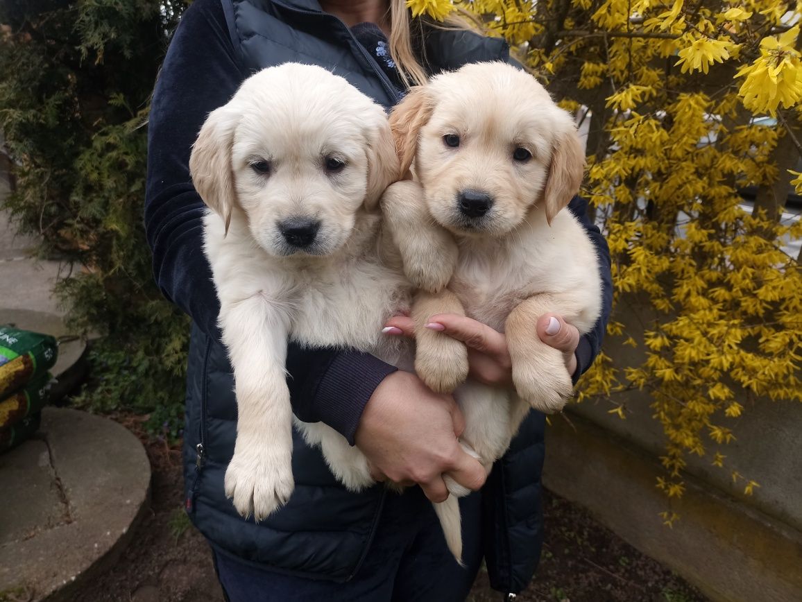 Golden retriever szczeniak