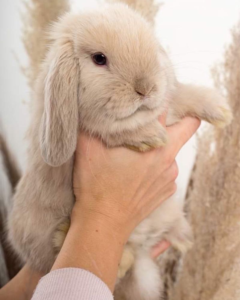 Króliczki królik mini lop miniaturowy baranek LEGALNA HODOWLA