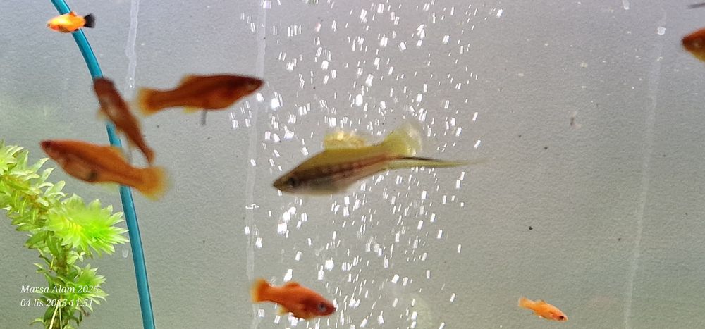 Mieczyk czerwony i zielony